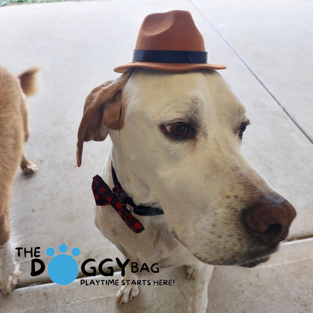 The Doggy Bag- Cowboy Hat - One size Adjustable