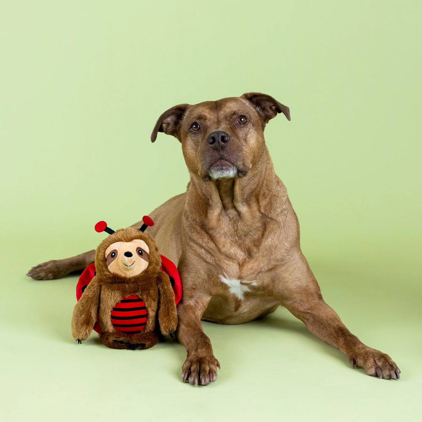 Fringe Studio Little Ladybug Plush Dog Toy
