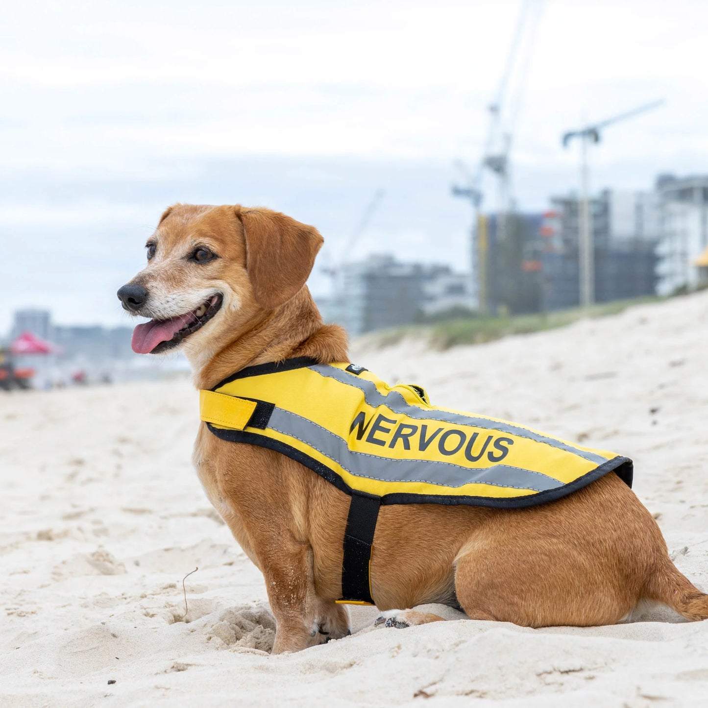 Friendly Dog Collars- Coat- Nervous