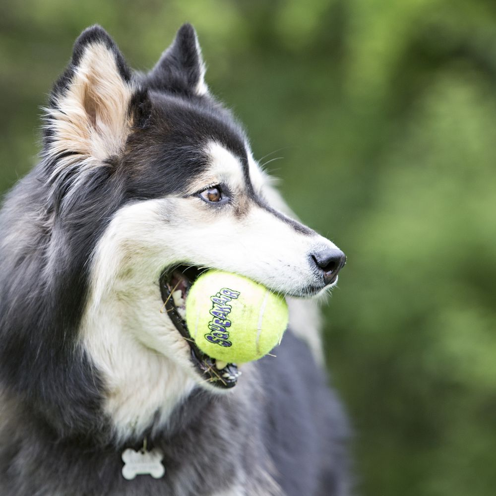 KONG® SQUEAKAIR®️ Balls