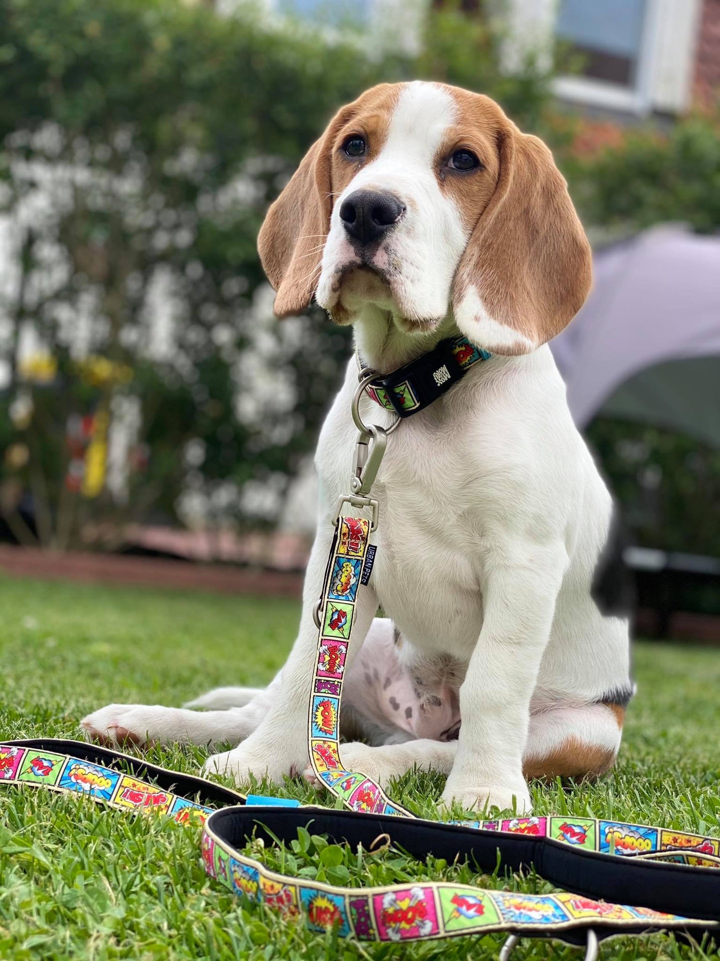 Max and Molly Dog Lead Comic Strip