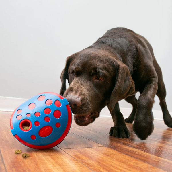 KONG Rewards Wally Interactive Treat dispensing dog toy. Boredom buster dog toy. Enrichment for dogs.