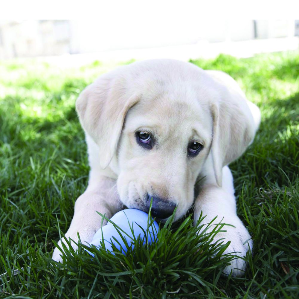 KONG® Snacks™ Puppy Recipe