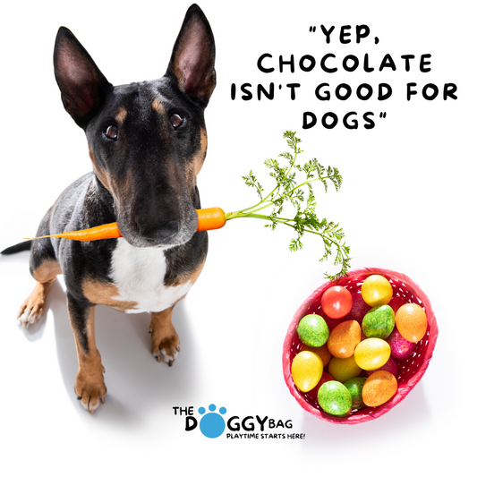 Yep Chocolate isn't good for Dog's.. But Why?