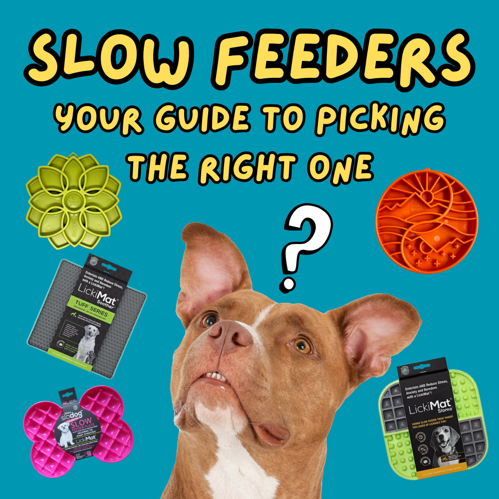 Does My Dog Need a Slow Feeder? A Quick Guide to Choosing the Right One