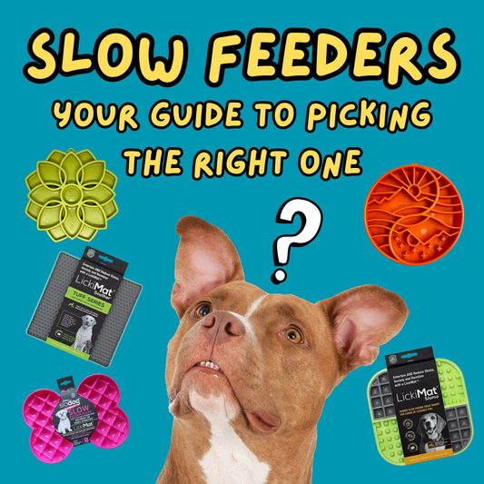 Does My Dog Need a Slow Feeder? A Quick Guide to Choosing the Right One