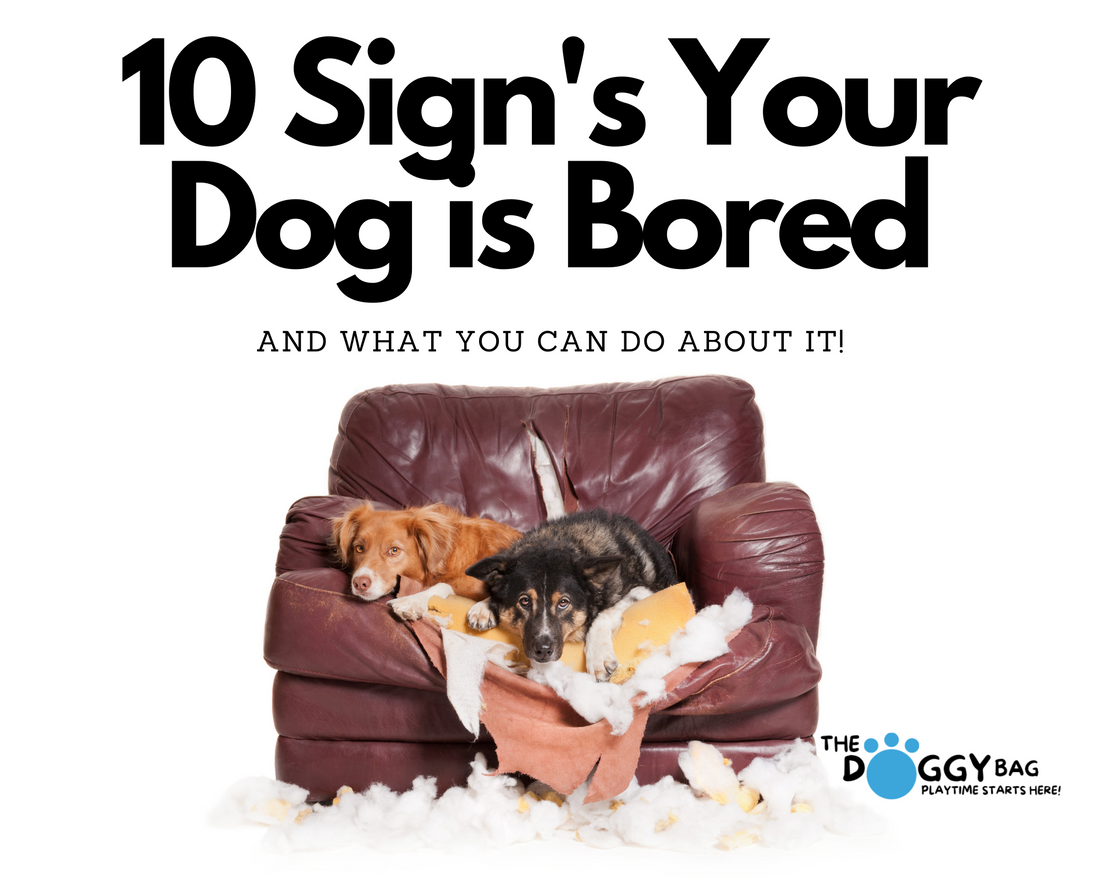 10 Sign's Your Dog is Bored- and what you can do about it!.
