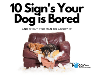 10 Sign's Your Dog is Bored- and what you can do for them.