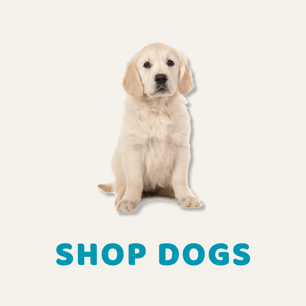 Shop dogs collection. Golden retriever puppy sitting above the heading "Shop Dogs"