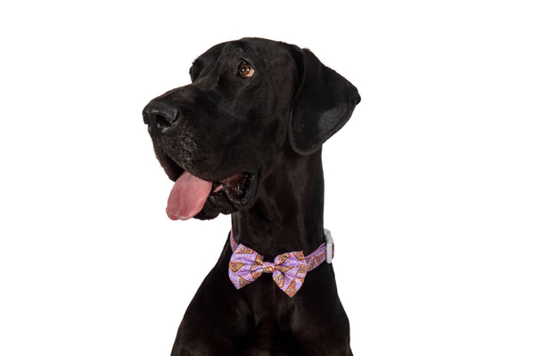 Big and Little Dogs-DOG COLLAR & BOW TIE: Purple Fairy Bread
