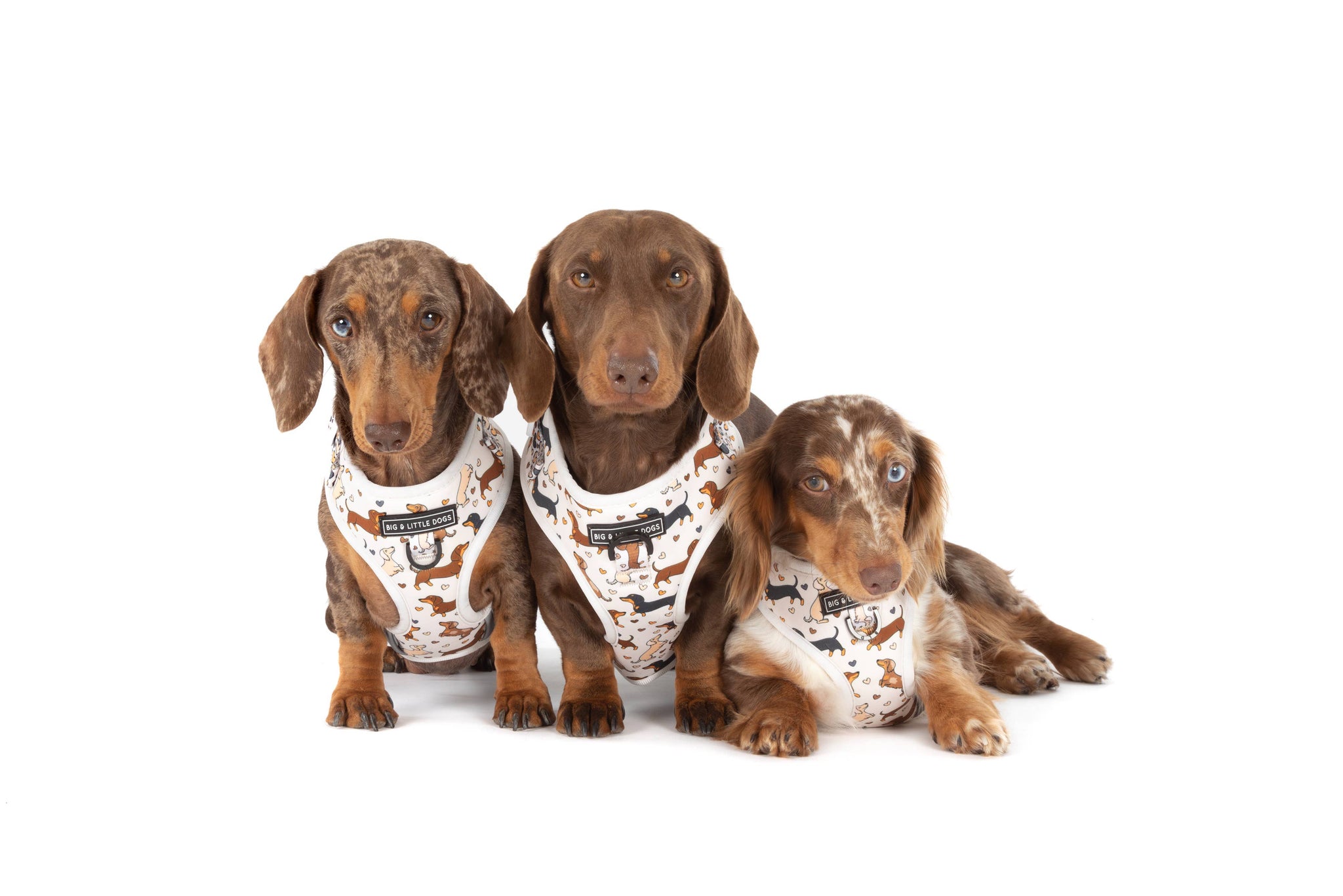 Big And little Dogs-ADJUSTABLE DOG HARNESS: Dashie Lovers