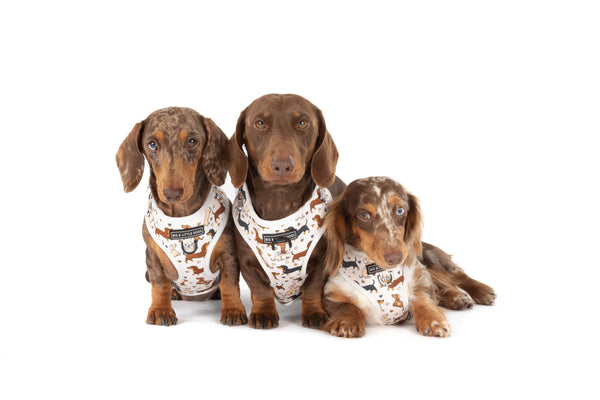 Big And little Dogs-ADJUSTABLE DOG HARNESS: Dashie Lovers