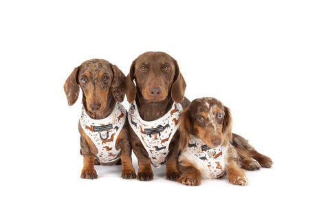 Big And little Dogs-ADJUSTABLE DOG HARNESS: Dashie Lovers