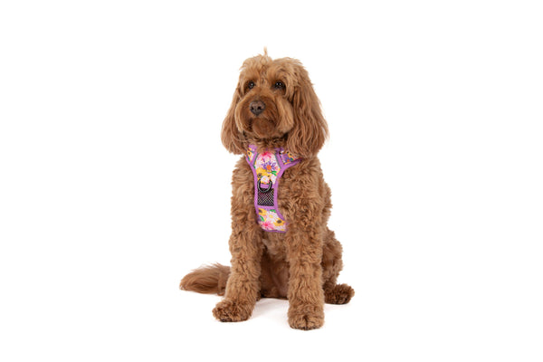 Big And Little Dogs-THE ALL-ROUNDER DOG HARNESS: Spring Fling