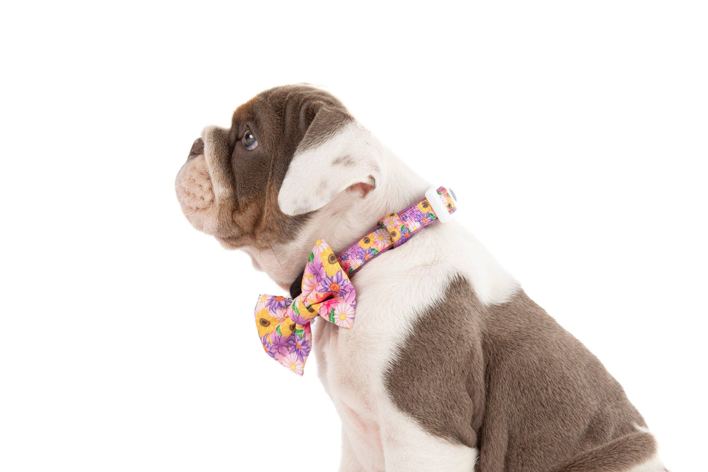NEW Big And Little Dogs- DOG COLLAR + Bow Tie: Spring Fling