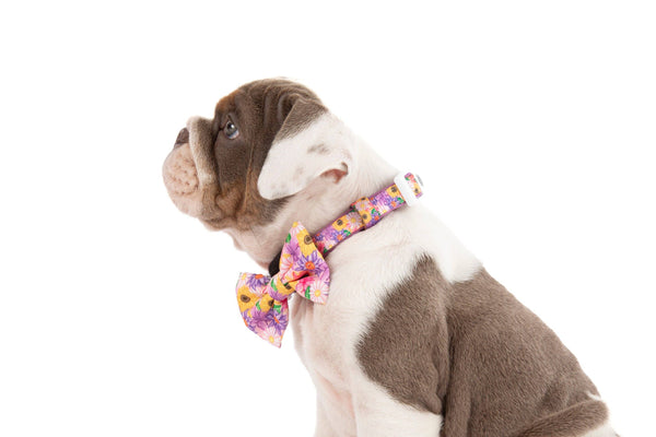 NEW Big And Little Dogs- DOG COLLAR + Bow Tie: Spring Fling