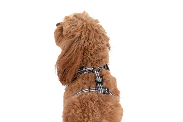 Big And Little Dogs-ADJUSTABLE DOG HARNESS: Nova Plaid