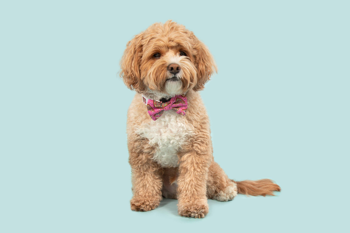 Big And Little Dogs-DOG COLLAR & BOW TIE: Pink Fairy Bread