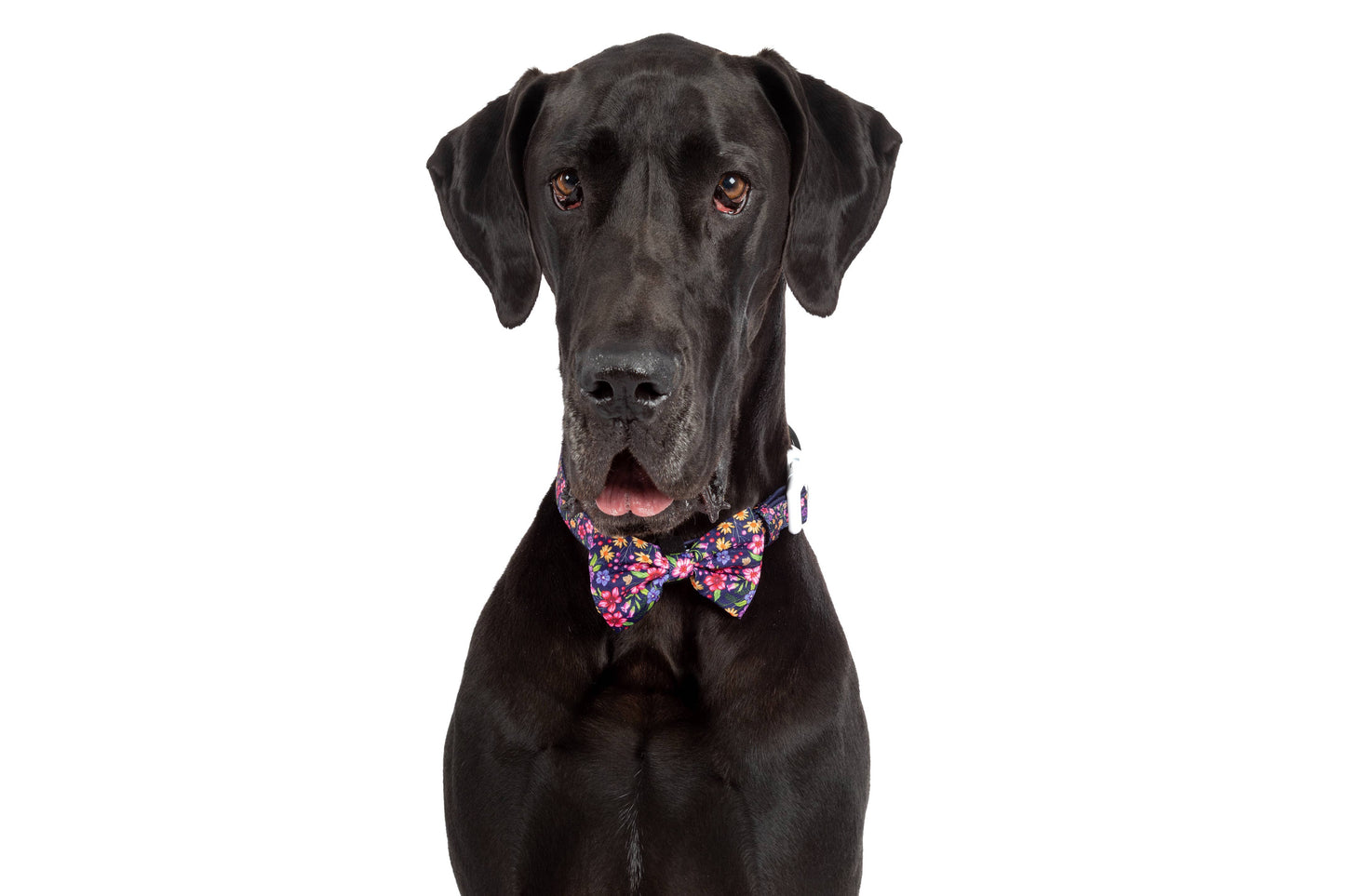 Big and Little Dogs-DOG COLLAR & BOW TIE: Petal Paradise