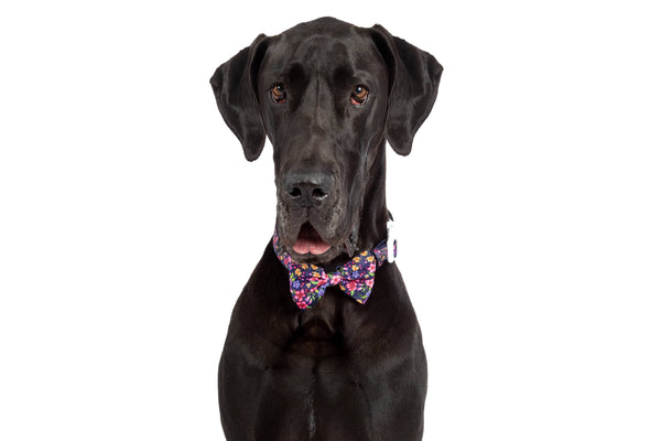 Big and Little Dogs-DOG COLLAR & BOW TIE: Petal Paradise
