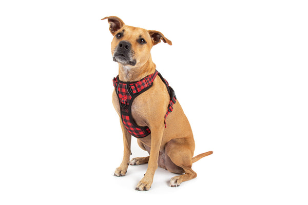 Big and Little Dogs-THE ALL-ROUNDER DOG HARNESS: Plaid to the Bone