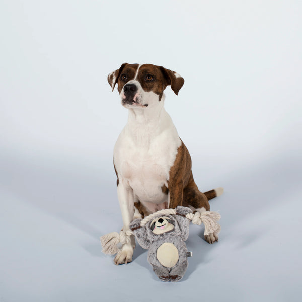 White and Brindle dog sitting with Sloth dog toy