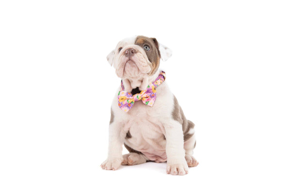NEW Big And Little Dogs- DOG COLLAR + Bow Tie: Spring Fling