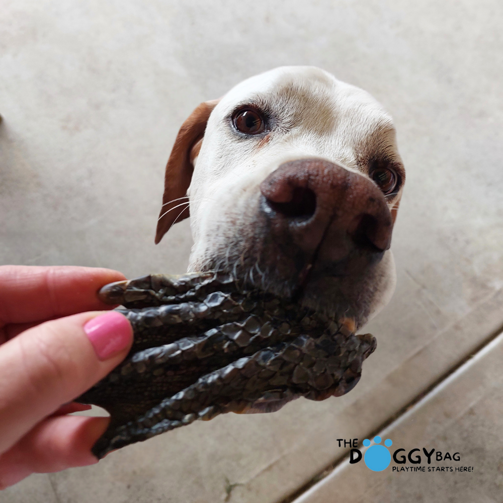 Crocodile Feet All Natural Dog Treats