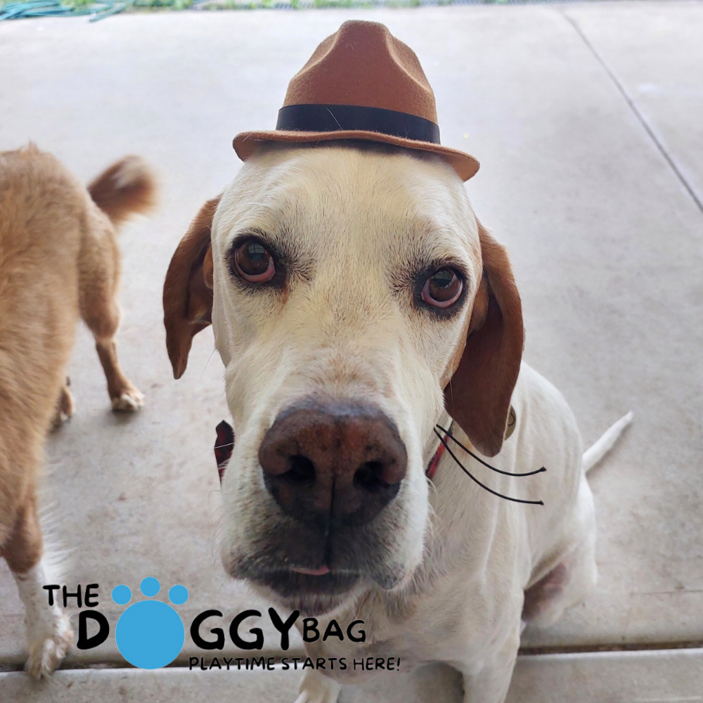 The Doggy Bag- Cowboy Hat - One size Adjustable