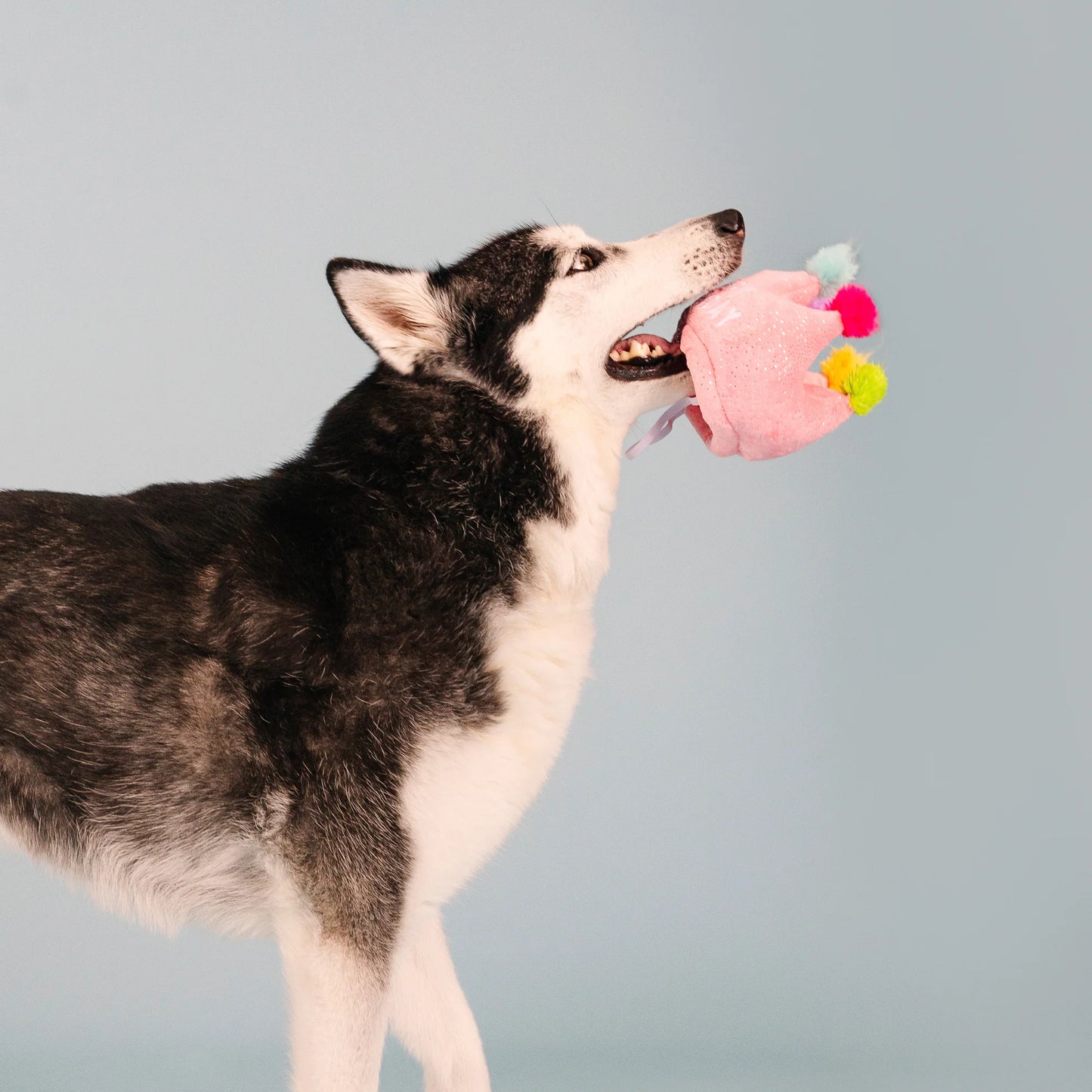 Fringe Studio "If The Crown Fits" Birthday Hat And Plush Dog Toy