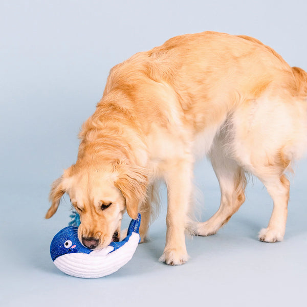 Golden retriever dog playing with whale plush dog toy
