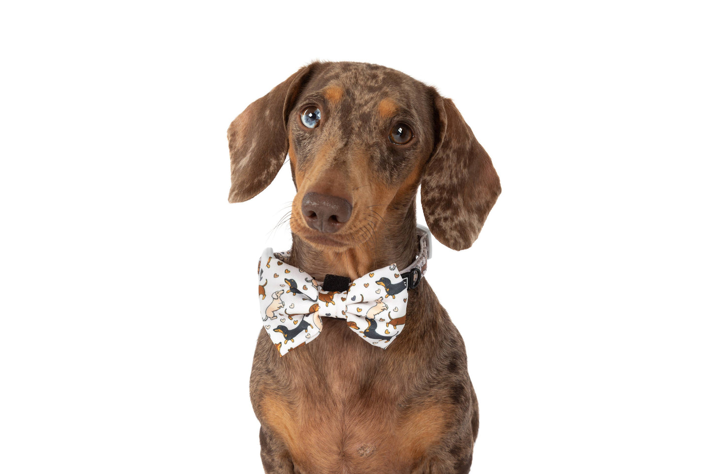 Big And Little Dogs-DOG COLLAR & BOW TIE: Dashie Lovers
