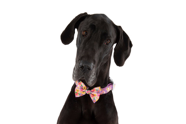 NEW Big And Little Dogs- DOG COLLAR + Bow Tie: Spring Fling