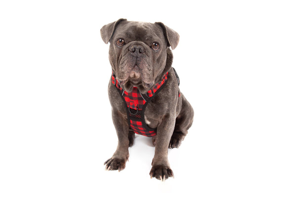 Big and Little Dogs-THE ALL-ROUNDER DOG HARNESS: Plaid to the Bone