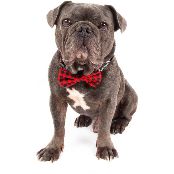 Big and Little Dogs- DOG COLLAR & BOW TIE: Plaid to the Bone