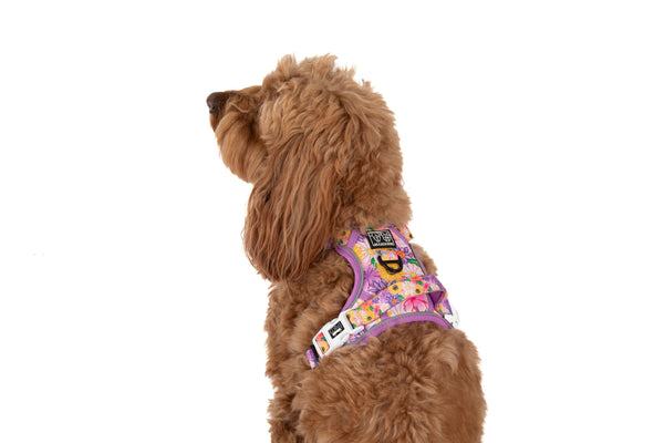 Big And Little Dogs-THE ALL-ROUNDER DOG HARNESS: Spring Fling