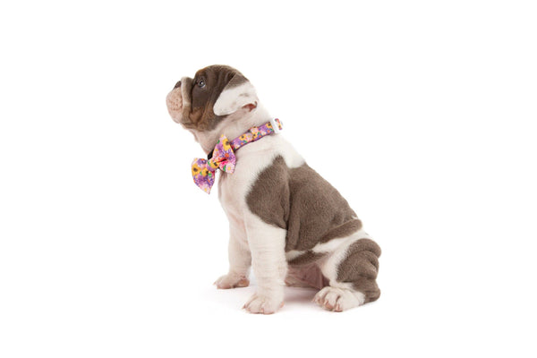 NEW Big And Little Dogs- DOG COLLAR + Bow Tie: Spring Fling