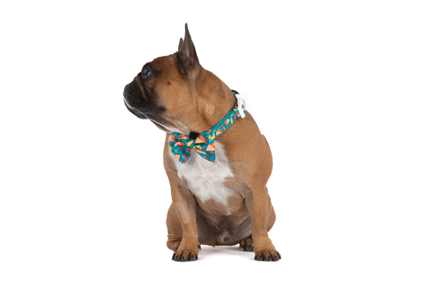Big and Little Dogs- DOG COLLAR & BOW TIE: Sausage Sizzle