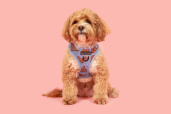 Big And Little Dogs-ADJUSTABLE DOG HARNESS: Blue Fairy Bread