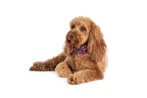 Big and Little Dogs-DOG COLLAR & BOW TIE: Petal Paradise