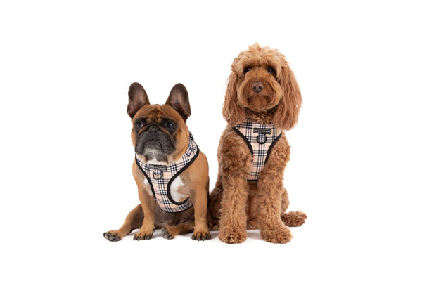 Big And Little Dogs-ADJUSTABLE DOG HARNESS: Nova Plaid