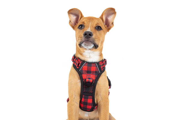 Big and Little Dogs-THE ALL-ROUNDER DOG HARNESS: Plaid to the Bone