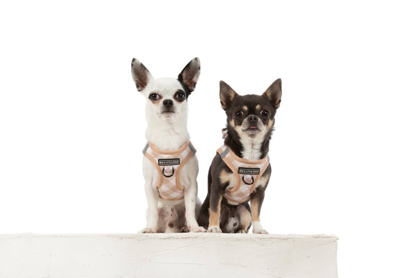 Big And Little Dogs-STEP-IN DOG HARNESS: Latte Gingham