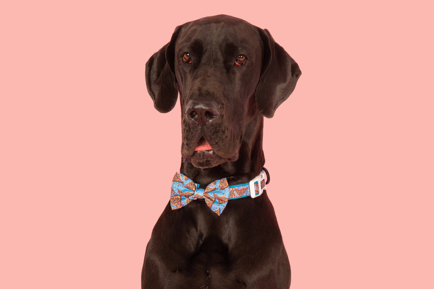 Big And Little Dogs-DOG COLLAR & BOW TIE: Blue Fairy Bread