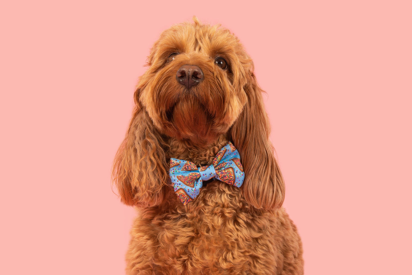 Big And Little Dogs-DOG COLLAR & BOW TIE: Blue Fairy Bread
