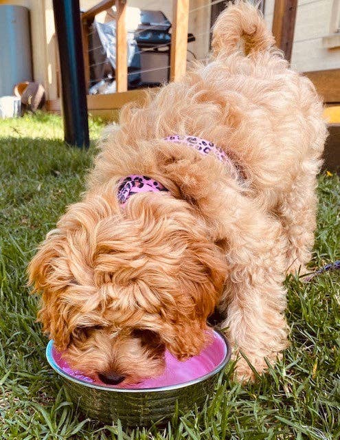Loving Pets Le Bol Glazed Interior Bowl Rose