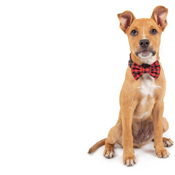 Big and Little Dogs- DOG COLLAR & BOW TIE: Plaid to the Bone