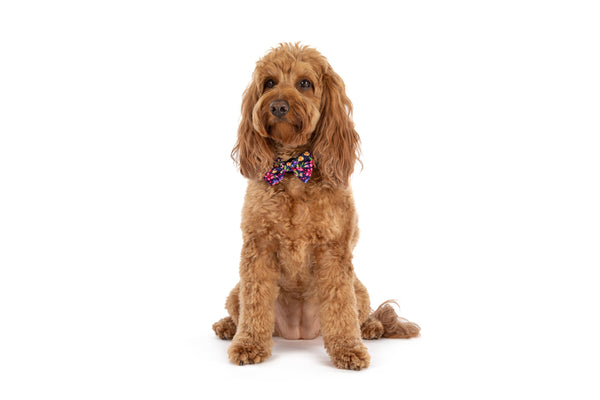Big and Little Dogs-DOG COLLAR & BOW TIE: Petal Paradise