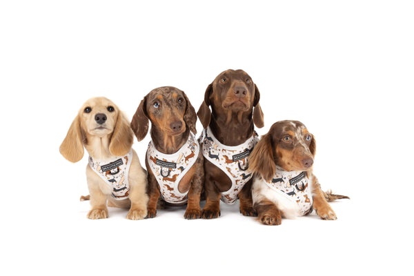 Big And little Dogs-ADJUSTABLE DOG HARNESS: Dashie Lovers