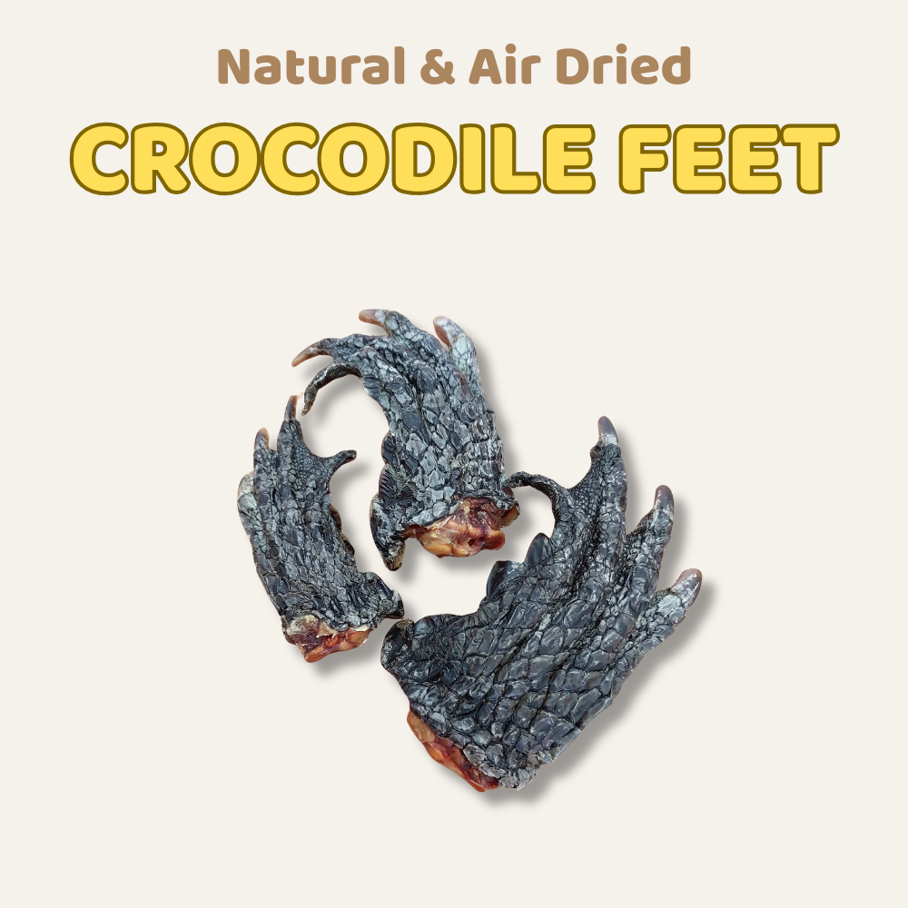 Two natural and air-dried crocodile feet on a light background with text above.